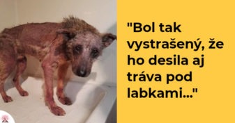 Pozri aj tento článok