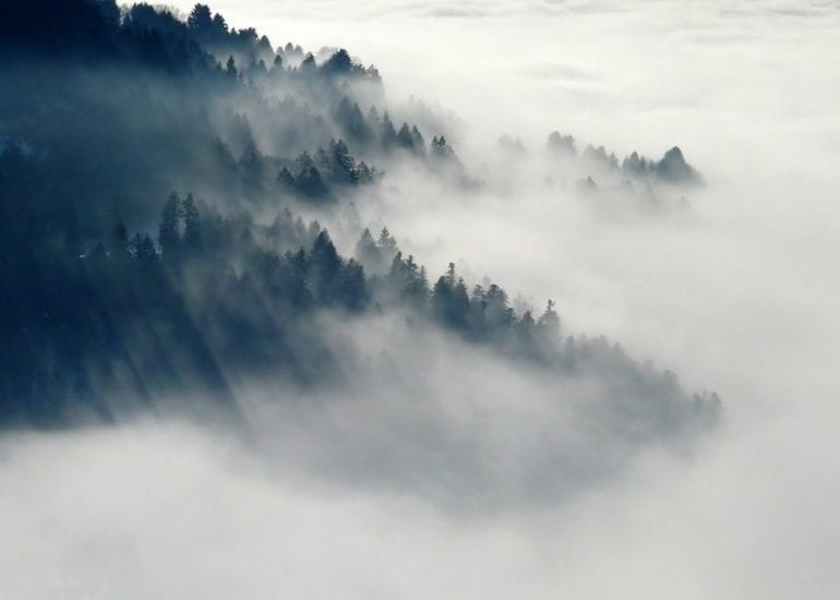 forest-547363_1280-770x550
