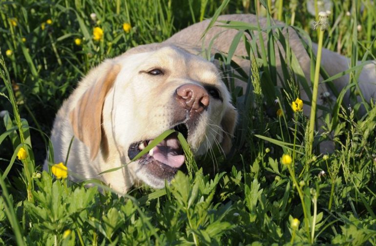 pes v tráve
