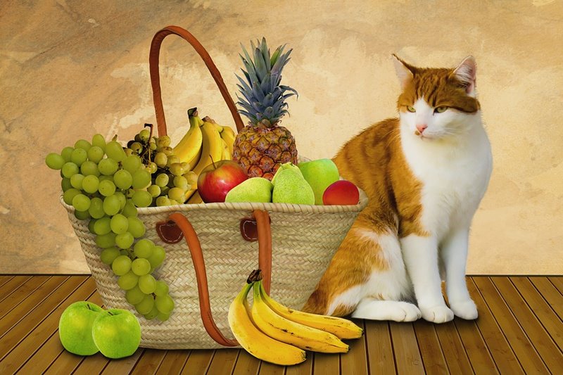 Mačka s ovocím