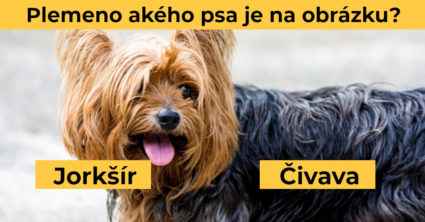 Pozri aj tento článok