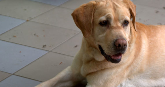 Smutný labrador