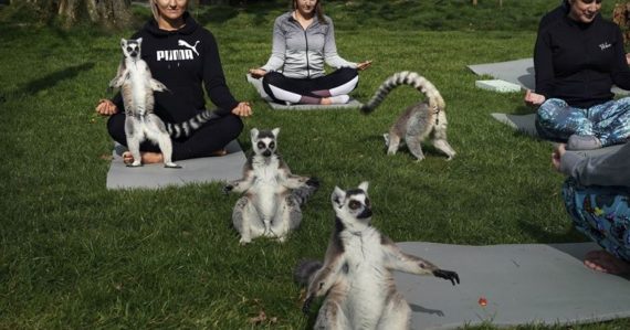 Hodina jogy s lemurmi
