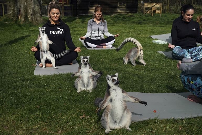 Hodina jogy s lemurmi
