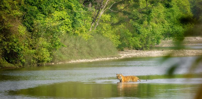 Bengálsky tiger v Národnom parku 