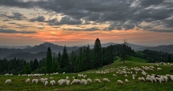 Pasenie oviec, Pieniny