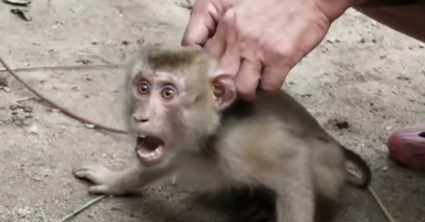 Pozri aj tento článok