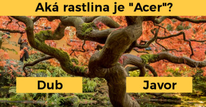 Pozri aj tento článok