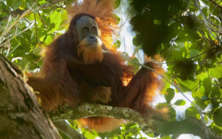 orangutan-770x480