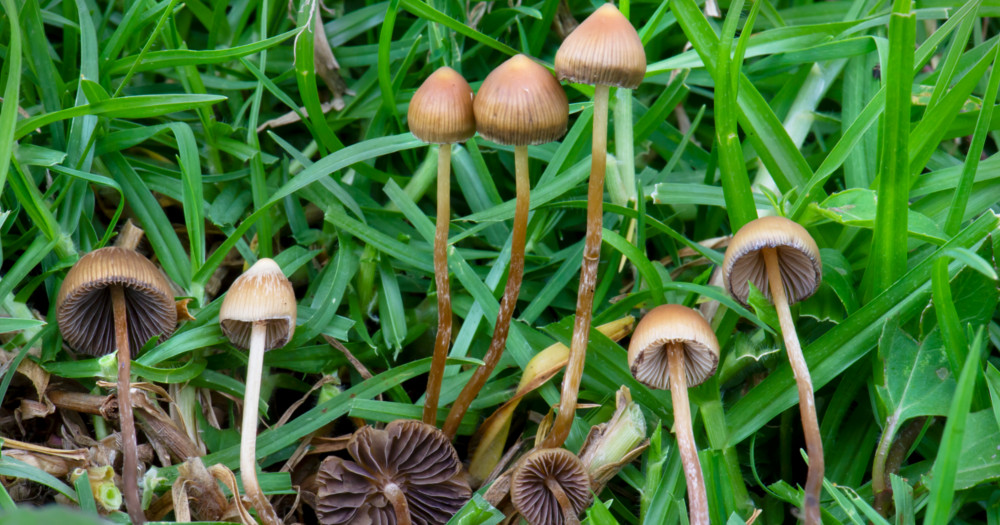 The researchers "boiled" psilocybin, the active ingredient in lysophones in the laboratory.  It was enough for them to use a simple method thumbnail