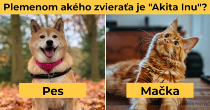Pozri aj tento článok