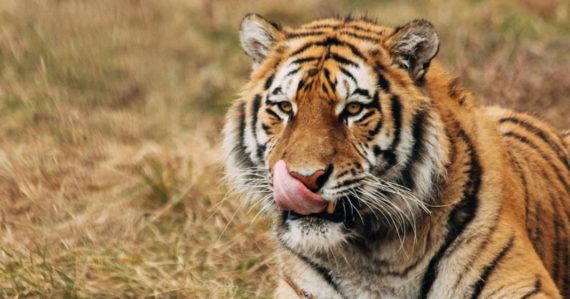 tiger