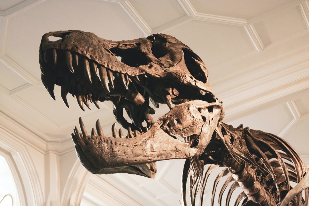 Tyrannosaurus rex