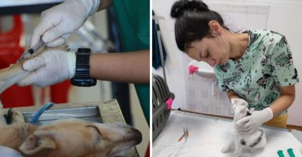 Veterinárka o majiteľoch zvierat: Mnohí si myslia, že mačka má 9 životov, niektorí nechajú utratiť zdravého psa