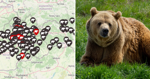 Vytvorili mapu výskytu medveďov na Slovensku: Tá vám ukáže, kde presne sa stretli, či útočili na ľudí tento rok
