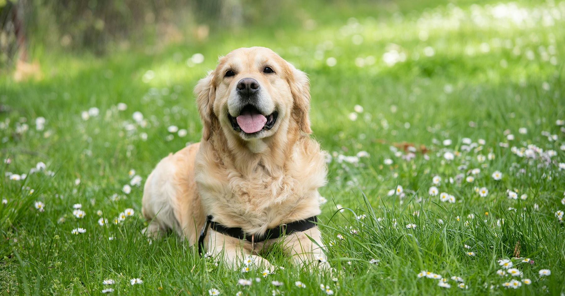 Pes labrador