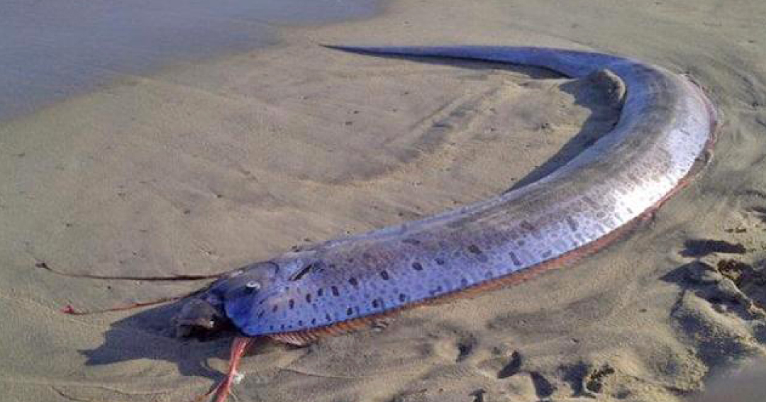 Giant Oarfish