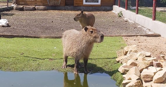 Zmizla z uzavretého výbehu: Kapybara Fifinka sa stratila bez stopy, majiteľ rodinného parku hovorí o únose