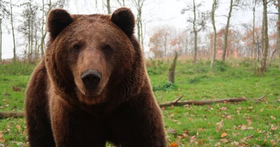 Mesto hneď vydalo výstrahu: Bežkyňa stretla medvedicu aj s mláďaťom, v týchto lokalitách si dávajte pozor