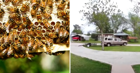 Tejto osudovej chybe sa určite vyhnite: Muž zomrel hroznou smrťou, napadol ho veľký roj včiel