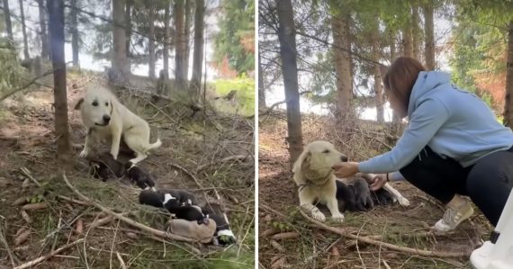 Z lesa sa ozýval žalostný plač: Sučku so šteniatkami niekto priviazal o strom, zachránili ich v hodine dvanástej