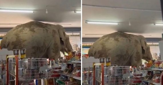 Nálet na potraviny: Do obchodu prišiel slon, zamestnanci neverili vlastným očiam. Keď sa najedol, drzo odišiel bez platenia