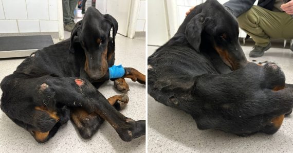 Na tele mal rany a preležaniny: Pes zostal bez jedla, vody a starostlivosti. Majiteľ ho opustil a odišiel do zahraničia