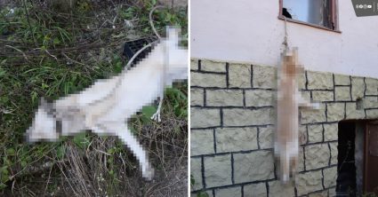 Pozri aj tento článok
