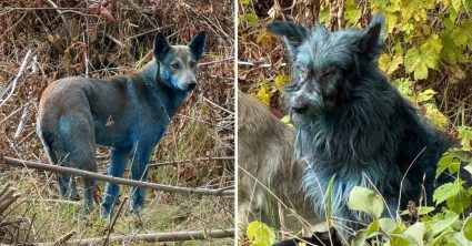 Pozri aj tento článok