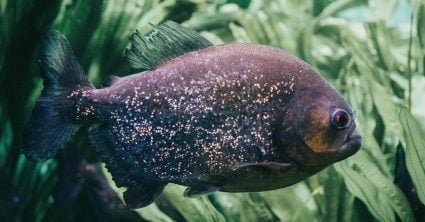 Pozri aj tento článok