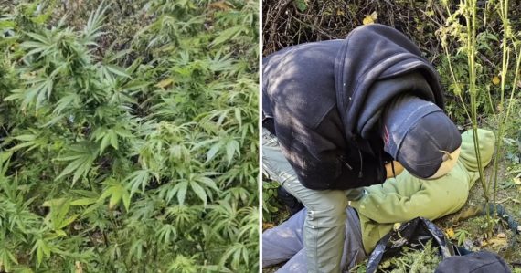 Z lesa si spravili drogovú plantáž, sušinu skrývali na povale: Dvojicu mužov zadržala polícia priamo pri zbere konope