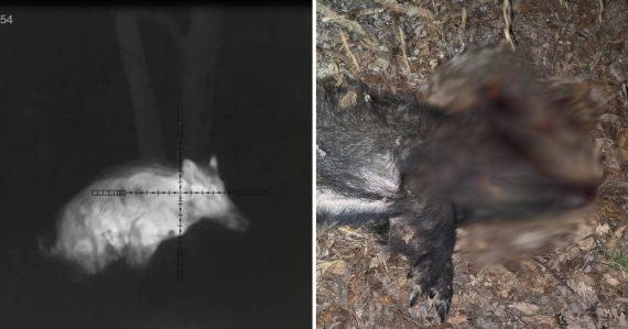 Brutálny čin odhalilo video: Muži si nahrali, ako z auta zastrelili gravidnú diviačicu. Zábery sa stali dôkazom pre políciu