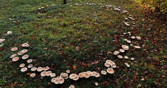 Seniori z domova dôchodcov nemohli uveriť vlastným očiam: Za oknami im vyrástol unikátny kruh z húb, nazývajú ho čarovným