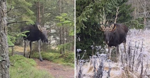 Los Emil sa usadil v šumavských lesoch: Jeho fanúšikov pribúda, z turistickej senzácie však môže vzniknúť problém