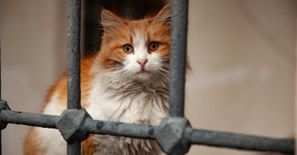 Pozri aj tento článok