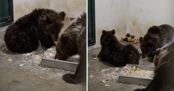 Smutná správa z Bojníc: V zoo museli utratiť mláďa medveďa hnedého, trpelo nezvratnými poruchami rastu