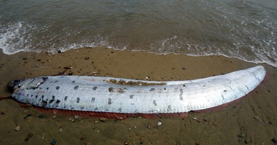 Vyplavilo rybieho Nostradama: Tvor, ktorý má varovať pred blížiacou sa katastrofou, sa nachádzal na viacerých miestach