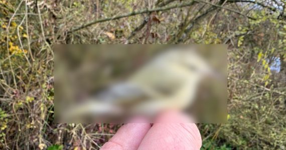 Ornitológovia na Slovensku prvýkrát zdokumentovali výskyt tohto druhu. Bežne obýva Áziu