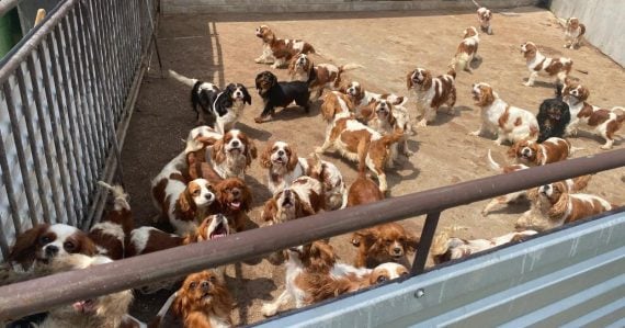 Najväčší zásah proti nelegálnemu množeniu psov v histórii: Polícia obvinila muža, ktorý mal chovať až 837 psov
