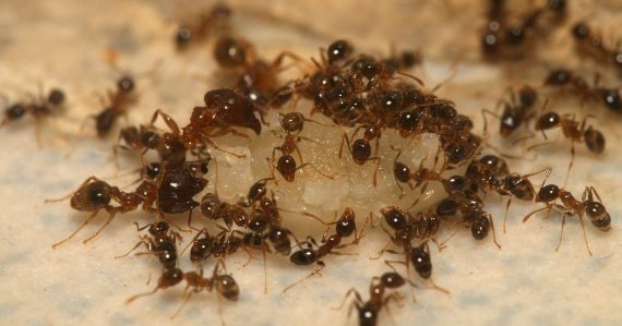 Mravce sa začali správať zvláštne, vedci majú strach: Nečakaný fenomén narušil celý ekosystém, bude to horšie