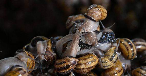 Neuveriteľne bizarná lúpež: Zlodeji ukradli slimáky za 90 000 eur, incident je pre farmu krutou ranou