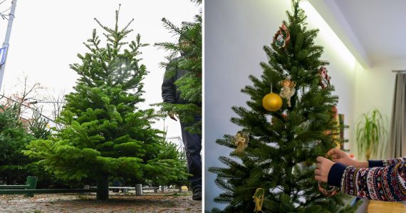 Je lepšie mať živý alebo umelý stromček? Konečne v tom budete mať jasno, mnohí sa zrejme nepotešia