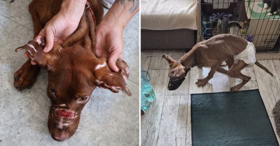 Mal veľké rany na hlave, chýba mu aj časť uší: Psíka vzali z otrasných podmienok, nemal prístup k potrave ani liečbe