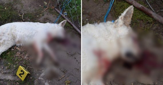 Priviazal ju o bránu a bil drevenou rúčkou: Sučka slovenského čuvača zomrela krutou smrťou, muža už polícia obvinila