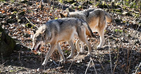 Zverejnili nové štatistiky: Vieme, koľko vlkov na Slovensku zastrelili. Ochranári bijú na poplach