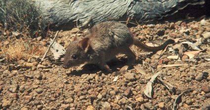 Pozri aj tento článok