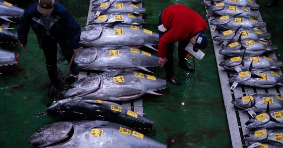 Luxus, ktorý skončil na tanieri: Tuniak sa predal za milióny eur a prepísal rekord. O pár hodín z neho bolo suši