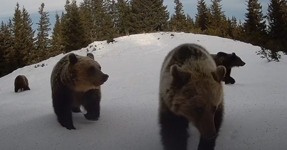 medveď hnedý v Nízkych Tatrách