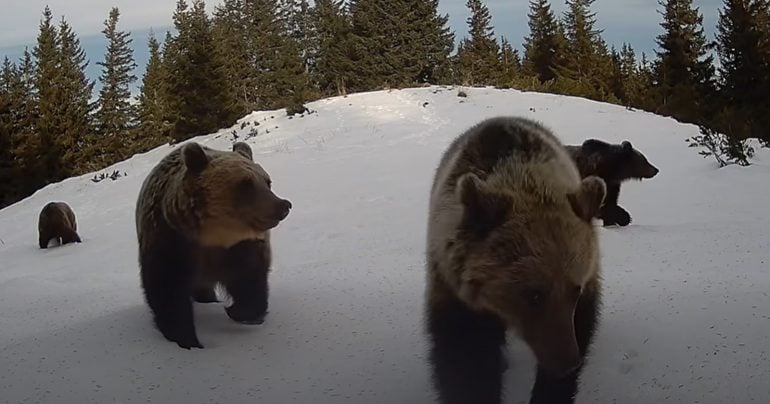 medveď hnedý v Nízkych Tatrách