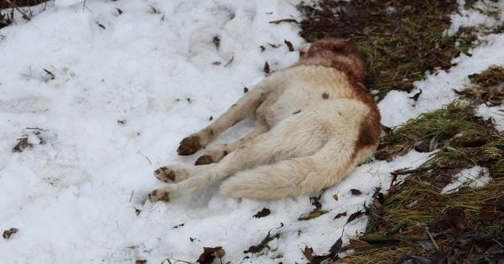 Trpel do poslednej chvíle: Psíka udrel kladivom, strelil a podrezal. Mužovi za týranie hrozí pobyt vo väzení